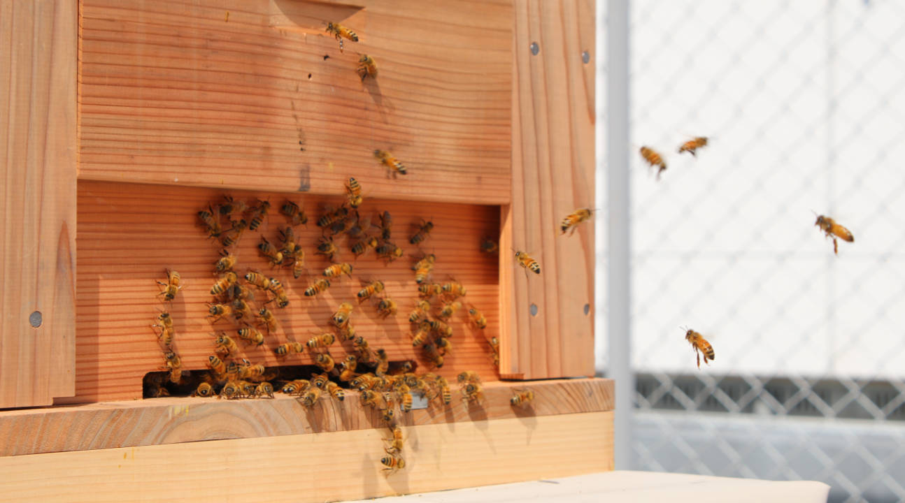 巣箱開放と採蜜の様子02