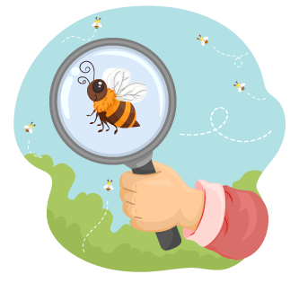 ミツバチ観察イラスト